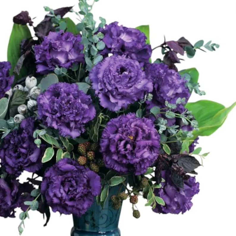 1 Lisianthus Voyage 2 Blue Plug, Live Starter Plant for Planting, Lisianthus Live Plug, Well Rooted Plug, Healthy Starter Plug, 1"-3"Tall