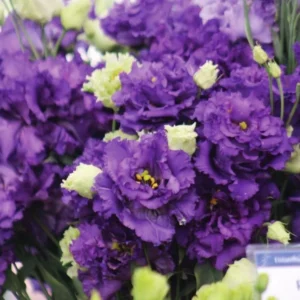 1 Lisianthus Voyage 2 Blue Plug, Live Starter Plant for Planting, Lisianthus Live Plug, Well Rooted Plug, Healthy Starter Plug, 1