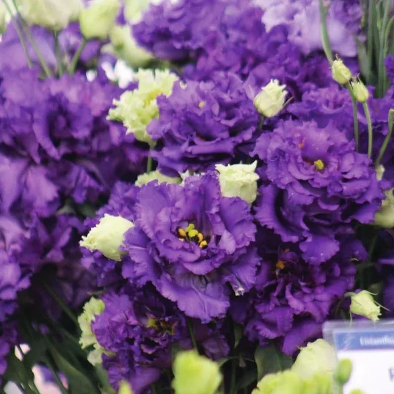 1 Lisianthus Voyage 2 Blue Plug, Live Starter Plant for Planting, Lisianthus Live Plug, Well Rooted Plug, Healthy Starter Plug, 1"-3"Tall