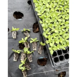 1 Lisianthus Voyage 2 Blue Plug, Live Starter Plant for Planting, Lisianthus Live Plug, Well Rooted Plug, Healthy Starter Plug, 1