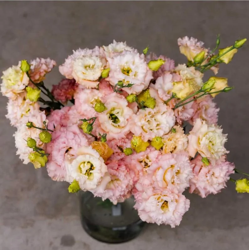 1 Lisianthus Voyage II Champagne Plug Live Starter Plant for Planting Lisianthus Live Plug Well Rooted Plug, Healthy Starter Plug, 1"-3"Tall