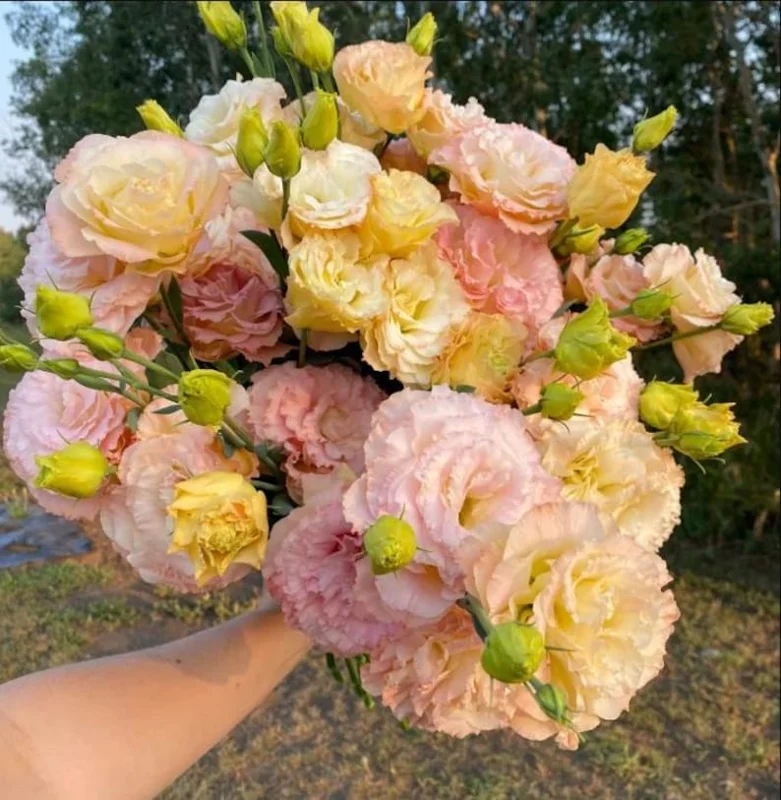 1 Lisianthus Voyage II Champagne Plug Live Starter Plant for Planting Lisianthus Live Plug Well Rooted Plug, Healthy Starter Plug, 1"-3"Tall