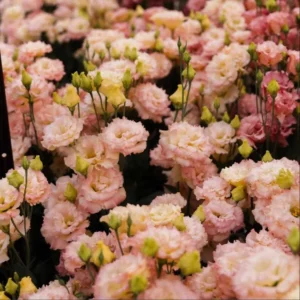 1 Lisianthus Voyage II Champagne Plug Live Starter Plant for Planting Lisianthus Live Plug Well Rooted Plug, Healthy Starter Plug, 1