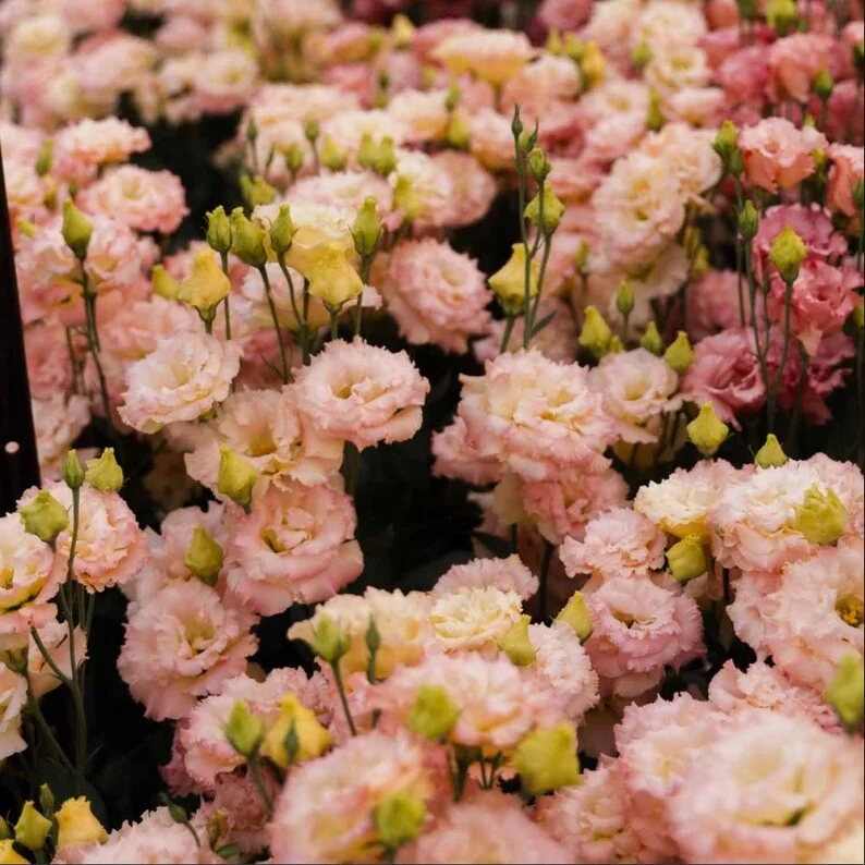 1 Lisianthus Voyage II Champagne Plug Live Starter Plant for Planting Lisianthus Live Plug Well Rooted Plug, Healthy Starter Plug, 1"-3"Tall