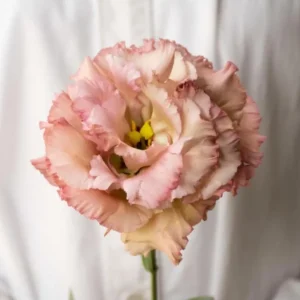 1 Lisianthus Voyage II Champagne Plug Live Starter Plant for Planting Lisianthus Live Plug Well Rooted Plug, Healthy Starter Plug, 1