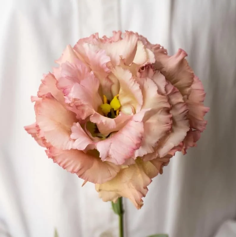 1 Lisianthus Voyage II Champagne Plug Live Starter Plant for Planting Lisianthus Live Plug Well Rooted Plug, Healthy Starter Plug, 1"-3"Tall