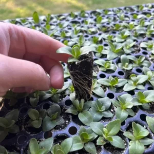 1 Lisianthus Voyage II Champagne Plug Live Starter Plant for Planting Lisianthus Live Plug Well Rooted Plug, Healthy Starter Plug, 1