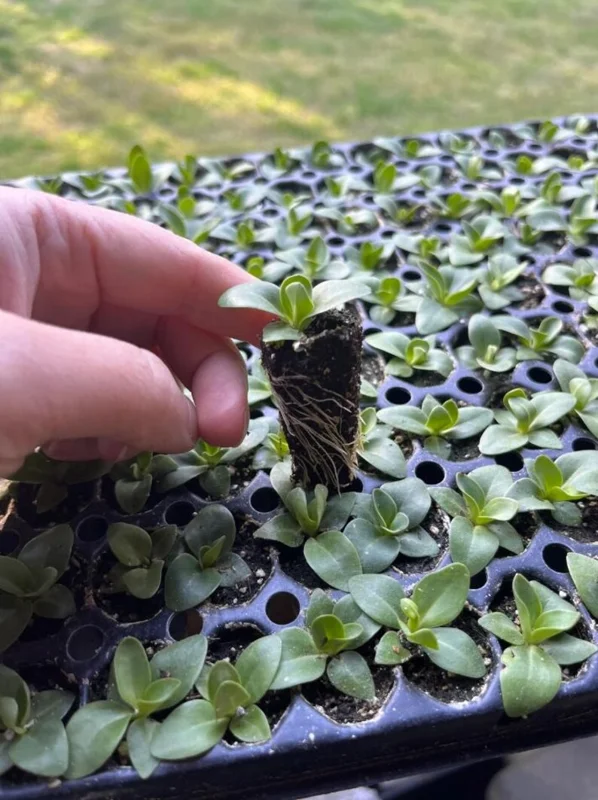 1 Lisianthus Voyage II Champagne Plug Live Starter Plant for Planting Lisianthus Live Plug Well Rooted Plug, Healthy Starter Plug, 1"-3"Tall