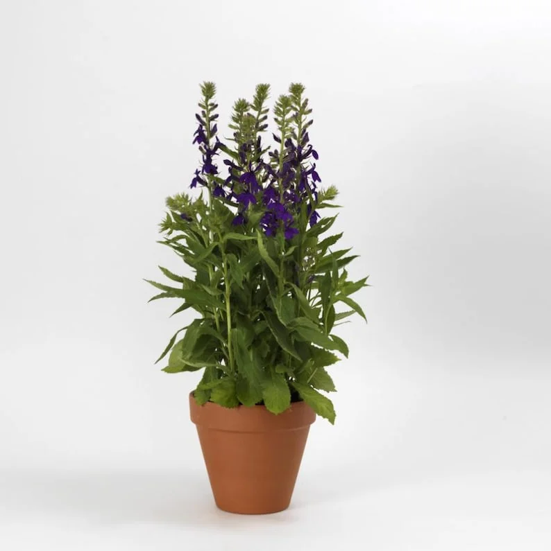 1 Lobelia Starship - Cardinal Flower Blue Plug, Live Starter Plant for Planting, Well Rooted Plug, Healthy Starter Plug, 1"-3"Tall