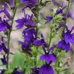 1 Lobelia Starship - Cardinal Flower Blue Plug, Live Starter Plant for Planting, Well Rooted Plug, Healthy Starter Plug, 1"-3"Tall