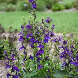 1 Lobelia Starship - Cardinal Flower Blue Plug, Live Starter Plant for Planting, Well Rooted Plug, Healthy Starter Plug, 1