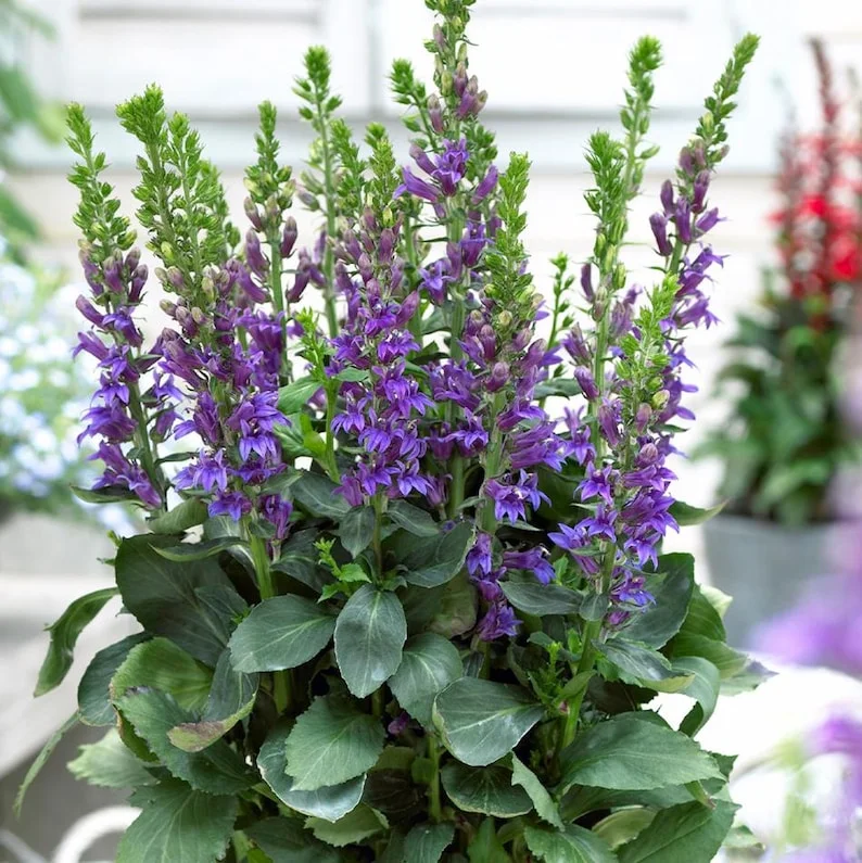 1 Lobelia Starship - Cardinal Flower Blue Plug, Live Starter Plant for Planting, Well Rooted Plug, Healthy Starter Plug, 1"-3"Tall