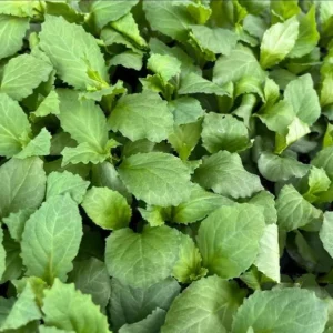 1 Lobelia Starship - Cardinal Flower Blue Plug, Live Starter Plant for Planting, Well Rooted Plug, Healthy Starter Plug, 1