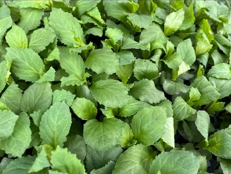 1 Lobelia Starship - Cardinal Flower Blue Plug, Live Starter Plant for Planting, Well Rooted Plug, Healthy Starter Plug, 1"-3"Tall