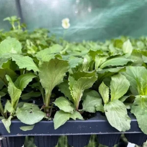 1 Lobelia Starship - Cardinal Flower Blue Plug, Live Starter Plant for Planting, Well Rooted Plug, Healthy Starter Plug, 1