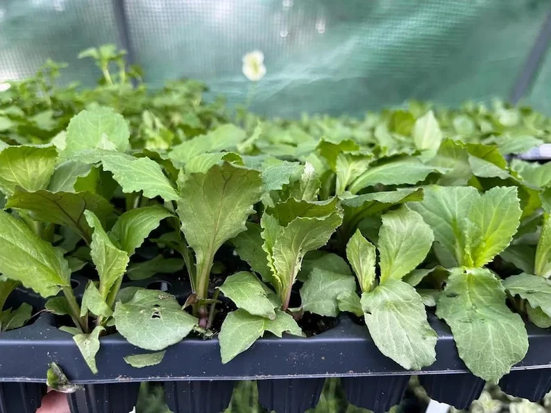 1 Lobelia Starship - Cardinal Flower Blue Plug, Live Starter Plant for Planting, Well Rooted Plug, Healthy Starter Plug, 1"-3"Tall