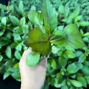 1 Lobelia Starship - Cardinal Flower Blue Plug, Live Starter Plant for Planting, Well Rooted Plug, Healthy Starter Plug, 1