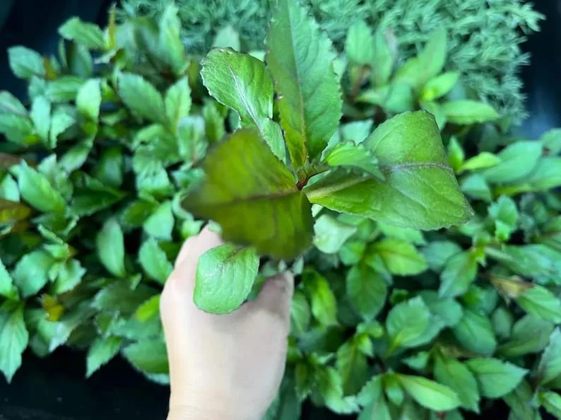 1 Lobelia Starship - Cardinal Flower Blue Plug, Live Starter Plant for Planting, Well Rooted Plug, Healthy Starter Plug, 1"-3"Tall
