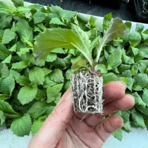 1 Lobelia Starship - Cardinal Flower Blue Plug, Live Starter Plant for Planting, Well Rooted Plug, Healthy Starter Plug, 1