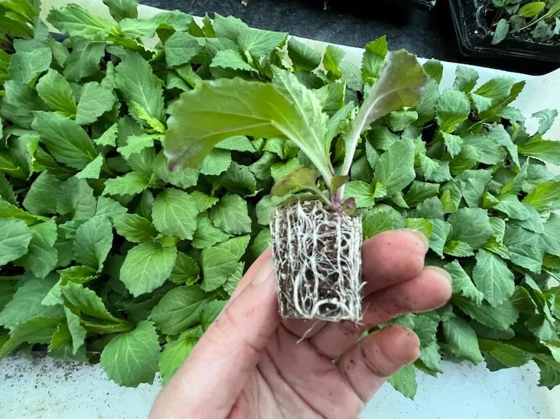1 Lobelia Starship - Cardinal Flower Blue Plug, Live Starter Plant for Planting, Well Rooted Plug, Healthy Starter Plug, 1"-3"Tall