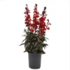 1 Lobelia Starship - Cardinal Flower Scarlet Bronze Leaf Plug, Live Plant for Planting, Well Rooted Plug, Healthy Starter Plug, 1"-3"Tall
