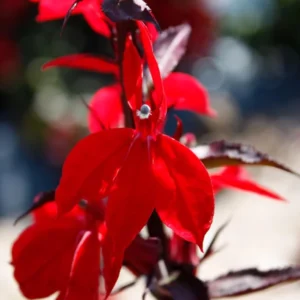 1 Lobelia Starship - Cardinal Flower Scarlet Bronze Leaf Plug, Live Plant for Planting, Well Rooted Plug, Healthy Starter Plug, 1"-3"Tall