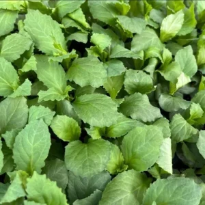 1 Lobelia Starship - Cardinal Flower Scarlet Bronze Leaf Plug, Live Plant for Planting, Well Rooted Plug, Healthy Starter Plug, 1