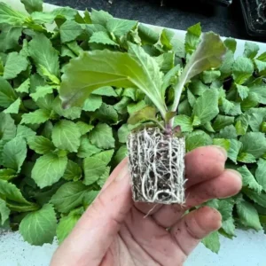 1 Lobelia Starship - Cardinal Flower Scarlet Bronze Leaf Plug, Live Plant for Planting, Well Rooted Plug, Healthy Starter Plug, 1