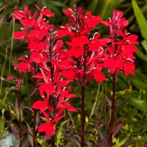 1 Lobelia Starship - Cardinal Flower Scarlet Bronze Leaf Plug, Live Plant for Planting, Well Rooted Plug, Healthy Starter Plug, 1