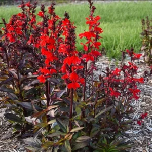 1 Lobelia Starship - Cardinal Flower Scarlet Bronze Leaf Plug, Live Plant for Planting, Well Rooted Plug, Healthy Starter Plug, 1