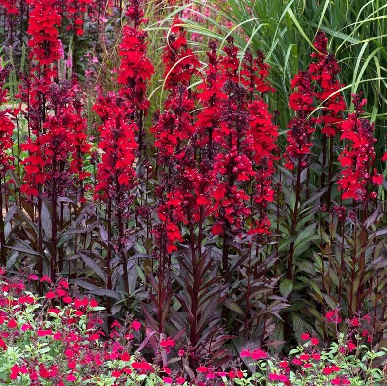 1 Lobelia Starship - Cardinal Flower Scarlet Bronze Leaf Plug, Live Plant for Planting, Well Rooted Plug, Healthy Starter Plug, 1"-3"Tall