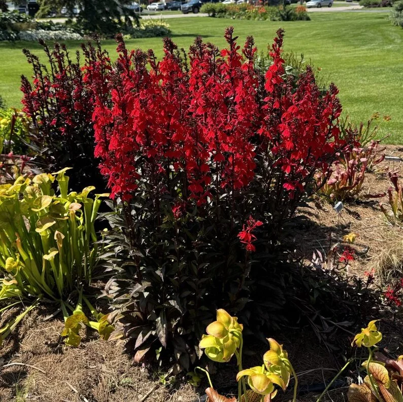 1 Lobelia Starship - Cardinal Flower Scarlet Bronze Leaf Plug, Live Plant for Planting, Well Rooted Plug, Healthy Starter Plug, 1"-3"Tall