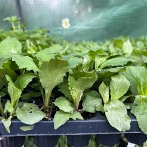 1 Lobelia Starship - Cardinal Flower Scarlet Bronze Leaf Plug, Live Plant for Planting, Well Rooted Plug, Healthy Starter Plug, 1