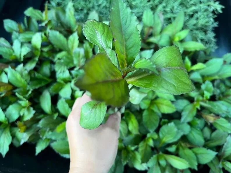 1 Lobelia Starship - Cardinal Flower Scarlet Bronze Leaf Plug, Live Plant for Planting, Well Rooted Plug, Healthy Starter Plug, 1"-3"Tall