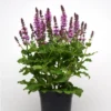 1 Meadow Sage Rosepink Live Starter Plant for Planting, Salvia Rose Queen, Meadow Sage, Hardy Perennial Plant, 4 Inch Pot