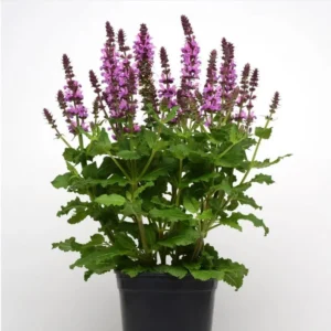 1 Meadow Sage Rosepink Live Starter Plant for Planting, Salvia Rose Queen, Meadow Sage, Hardy Perennial Plant, 4 Inch Pot
