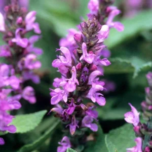 1 Meadow Sage Rosepink Live Starter Plant for Planting, Salvia Rose Queen, Meadow Sage, Hardy Perennial Plant, 4 Inch Pot