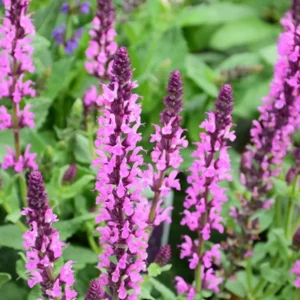 1 Meadow Sage Rosepink Live Starter Plant for Planting, Salvia Rose Queen, Meadow Sage, Hardy Perennial Plant, 4 Inch Pot