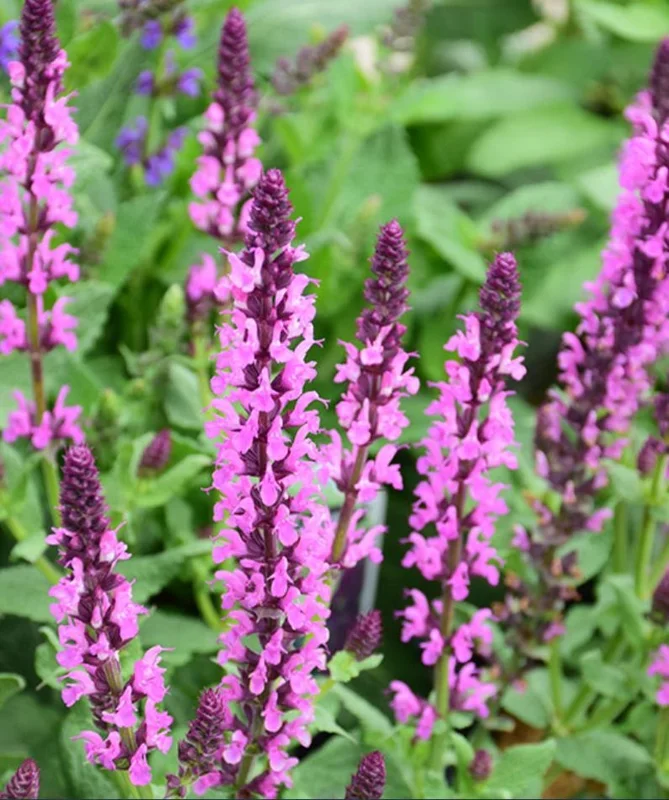1 Meadow Sage Rosepink Live Starter Plant for Planting, Salvia Rose Queen, Meadow Sage, Hardy Perennial Plant, 4 Inch Pot