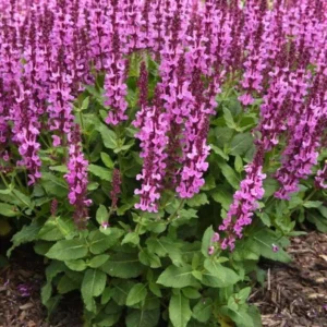 1 Meadow Sage Rosepink Live Starter Plant for Planting, Salvia Rose Queen, Meadow Sage, Hardy Perennial Plant, 4 Inch Pot
