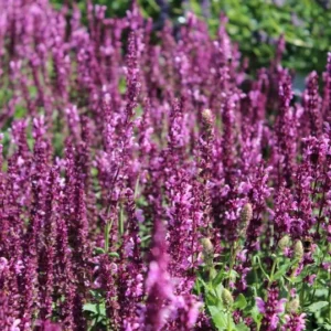 1 Meadow Sage Rosepink Live Starter Plant for Planting, Salvia Rose Queen, Meadow Sage, Hardy Perennial Plant, 4 Inch Pot