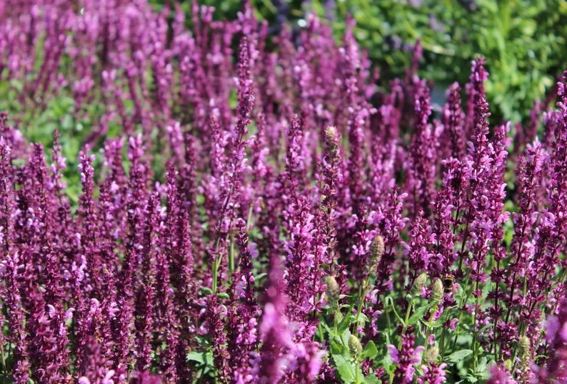 1 Meadow Sage Rosepink Live Starter Plant for Planting, Salvia Rose Queen, Meadow Sage, Hardy Perennial Plant, 4 Inch Pot