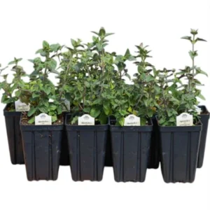 1 Meadow Sage Rosepink Live Starter Plant for Planting, Salvia Rose Queen, Meadow Sage, Hardy Perennial Plant, 4 Inch Pot
