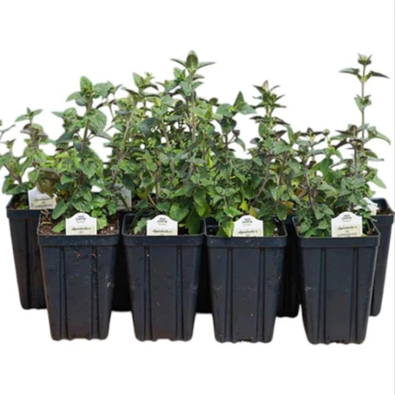 1 Meadow Sage Rosepink Live Starter Plant for Planting, Salvia Rose Queen, Meadow Sage, Hardy Perennial Plant, 4 Inch Pot