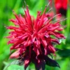 1 Monarda Bee Balm Fireball Plug Live Starter Plant, Well Rooted Plug, Bee Balm with Fiery Red Blooms to Attract Pollinators, 1"-3"Tall