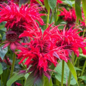 1 Monarda Bee Balm Fireball Plug Live Starter Plant, Well Rooted Plug, Bee Balm with Fiery Red Blooms to Attract Pollinators, 1