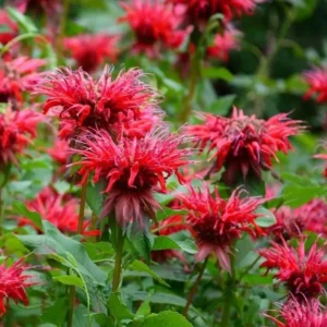 1 Monarda Bee Balm Fireball Plug Live Starter Plant, Well Rooted Plug, Bee Balm with Fiery Red Blooms to Attract Pollinators, 1