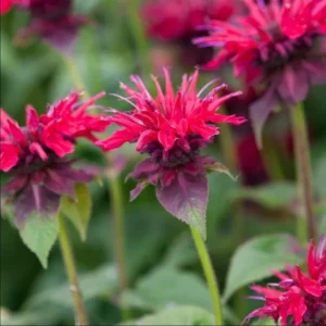 1 Monarda Bee Balm Fireball Plug Live Starter Plant, Well Rooted Plug, Bee Balm with Fiery Red Blooms to Attract Pollinators, 1