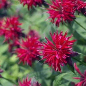 1 Monarda Bee Balm Fireball Plug Live Starter Plant, Well Rooted Plug, Bee Balm with Fiery Red Blooms to Attract Pollinators, 1