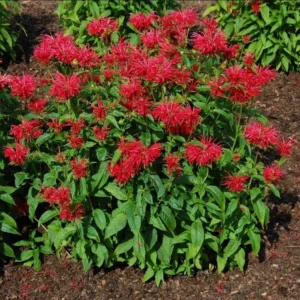 1 Monarda Bee Balm Fireball Plug Live Starter Plant, Well Rooted Plug, Bee Balm with Fiery Red Blooms to Attract Pollinators, 1